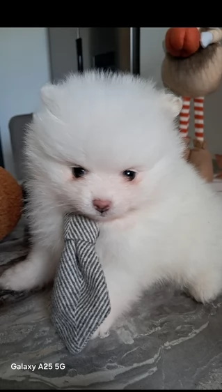 Disponibili cuccioli di Pomerania per adozione regalo
