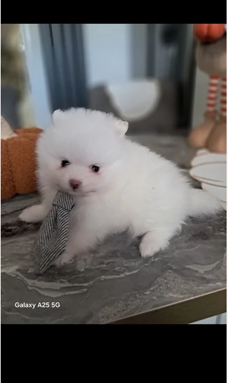 Disponibili cuccioli di Pomerania per adozione regalo