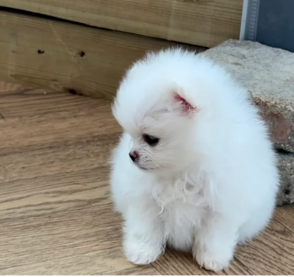 Disponibili cuccioli di Pomerania per adozione regalo | Foto 5
