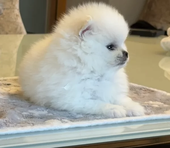 Disponibili cuccioli di Pomerania per adozione regalo | Foto 4