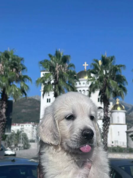 Golden Retriever  cuccioli bellissimi | Foto 6