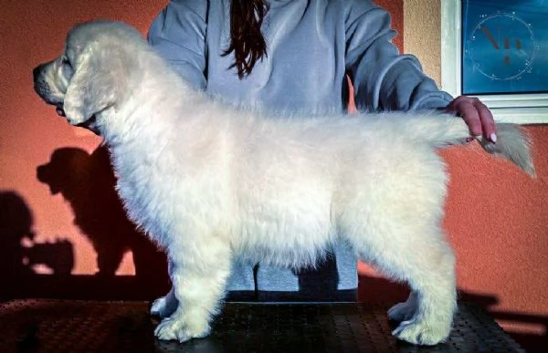 Golden Retriever  cuccioli bellissimi | Foto 3