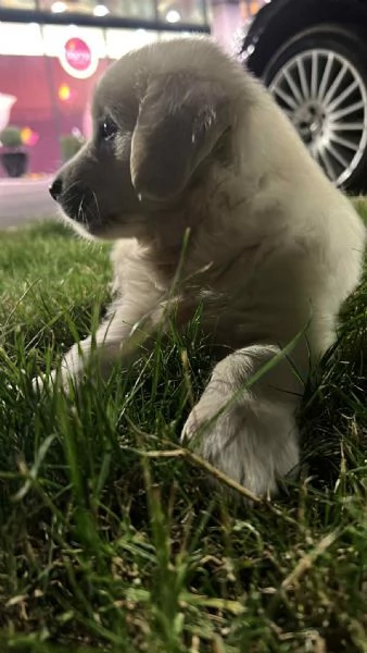 Golden Retriever  cuccioli bellissimi | Foto 2