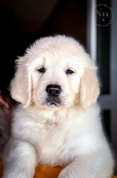 Golden Retriever  cuccioli bellissimi | Foto 1