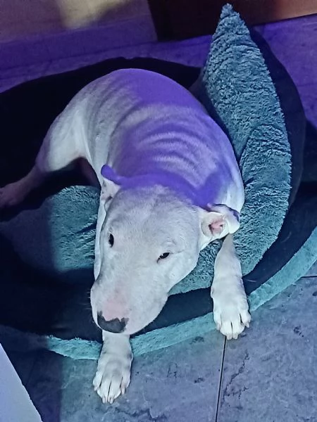Bull terrier