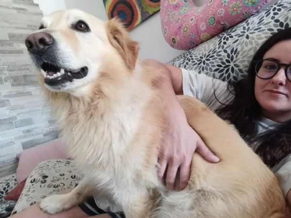 Regalo cane di 7 anni 