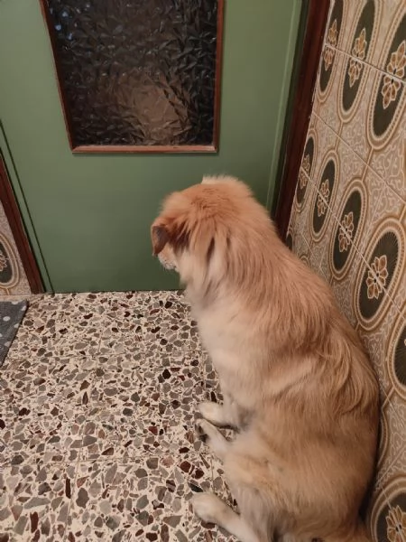 Regalo cane di 7 anni  | Foto 1