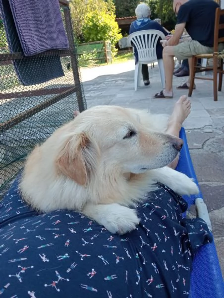 Regalo cane di 7 anni  | Foto 0
