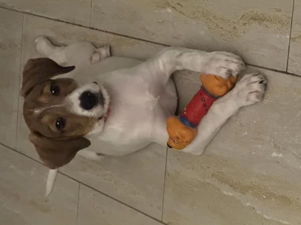 Regalo cucciola 