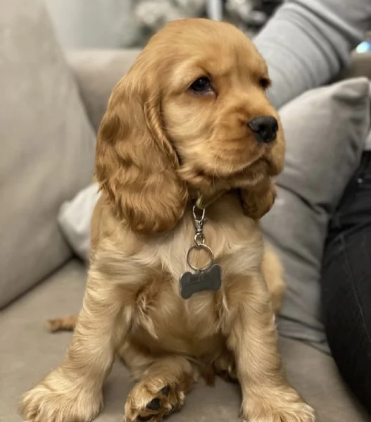 Adorabile cucciolo di Cocker Spaniel Americano in cerca di adozione | Foto 0