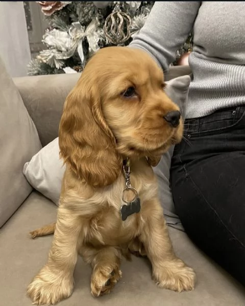 Adorabile cucciolo di Cocker Spaniel Americano in cerca di adozione
