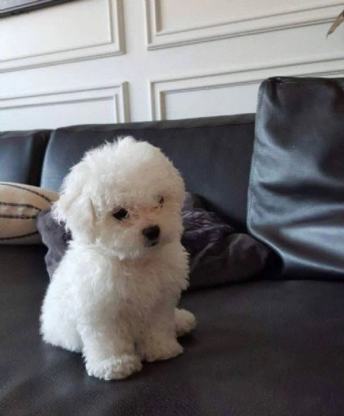 Bichon fries cuccioli maschio e femmina