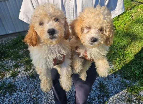Bichonpoo cuccioli maschio e femmina | Foto 0