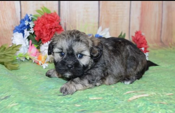 Shihpoocuccioli maschio e femmina