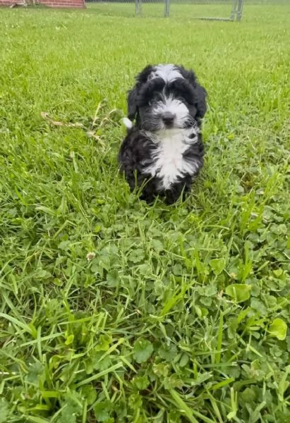 Aussiedoodlecuccioli maschio e femmina | Foto 0