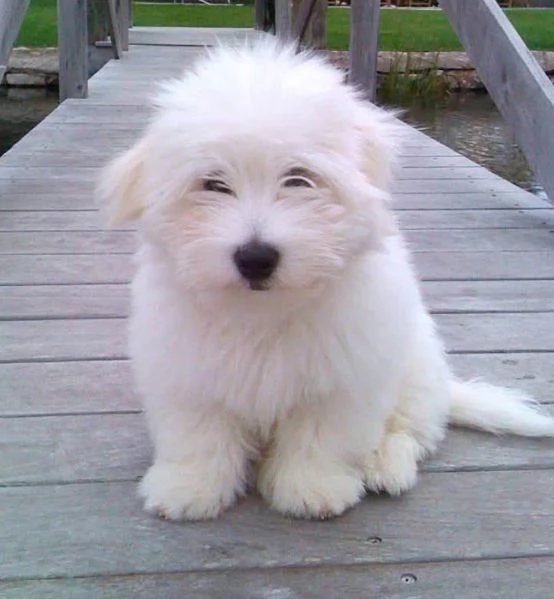 Colton de tulear cuccioli maschio e femmina | Foto 0