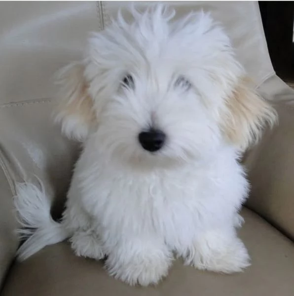 Colton de tulear cuccioli maschio e femmina