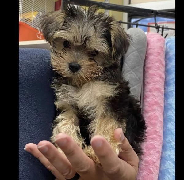 Morkiecuccioli maschio e femmina