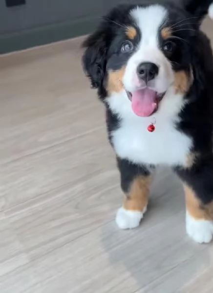 Bernese maiuntain cuccioli maschio e femmina