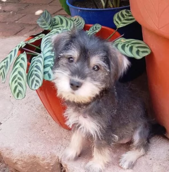 Miniature schnauzercuccioli maschio e femmina  Disponibili splendidi cuccioli di Miniature schnau | Foto 0