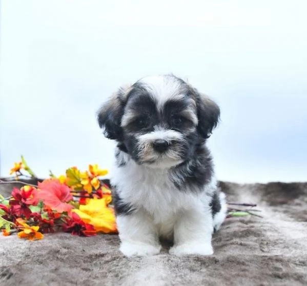 Havanese cuccioli maschio e femmina