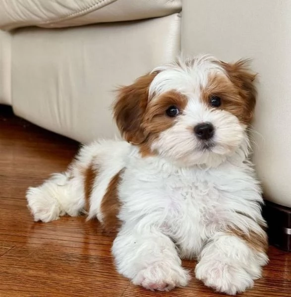 Havanese cuccioli maschio e femmina | Foto 0