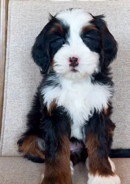 Bernedoodlecuccioli maschio e femmina | Foto 0