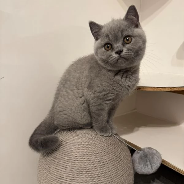 Gattini British Shorthair   Eleganza e Dolcezza