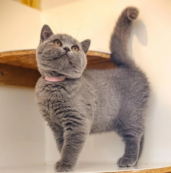 Gattini British Shorthair   Unica Occasione