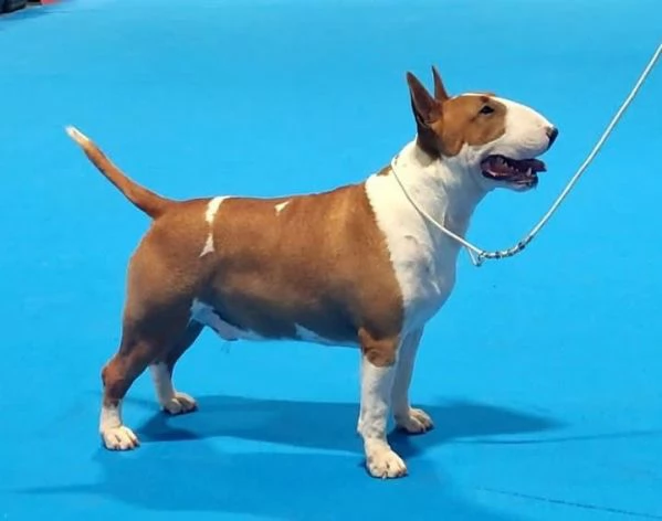Cucciola bull terrier standard  | Foto 0