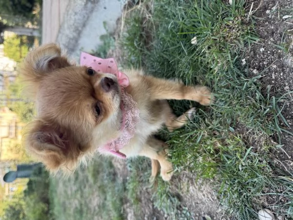Chihuahua pelo lungo