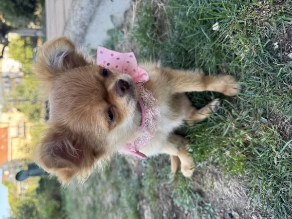 Chihuahua pelo lungo | Foto 4