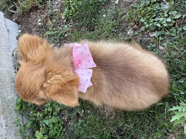Chihuahua pelo lungo | Foto 3
