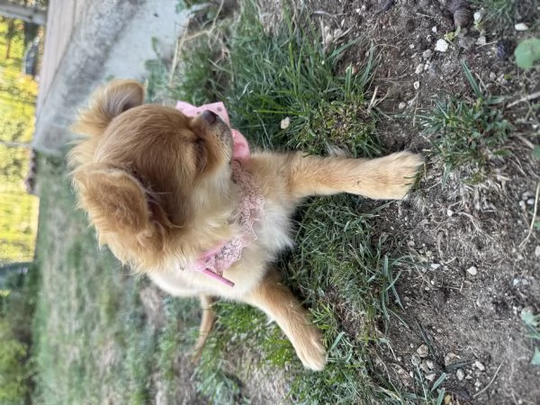 Chihuahua pelo lungo | Foto 2
