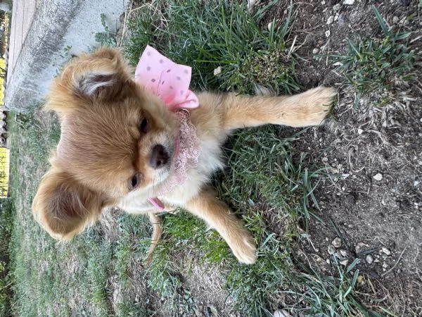 Chihuahua pelo lungo | Foto 0
