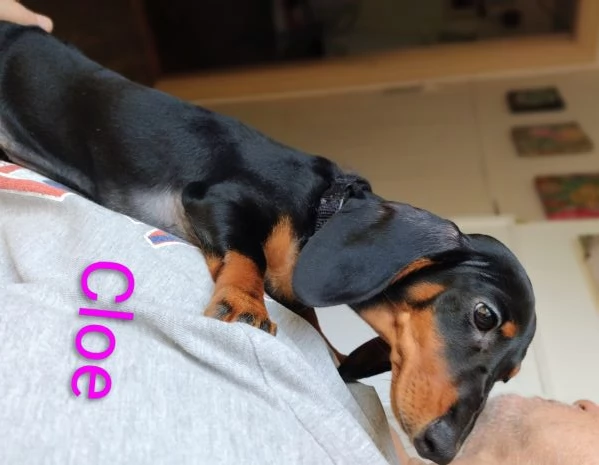 Vendo cuccioli bassotto tedesco nano nero focato 