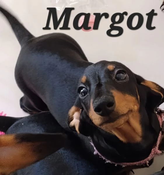 Vendo cuccioli bassotto tedesco nano nero focato  | Foto 2