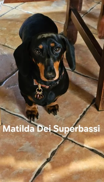 Vendo cuccioli bassotto tedesco nano nero focato  | Foto 3