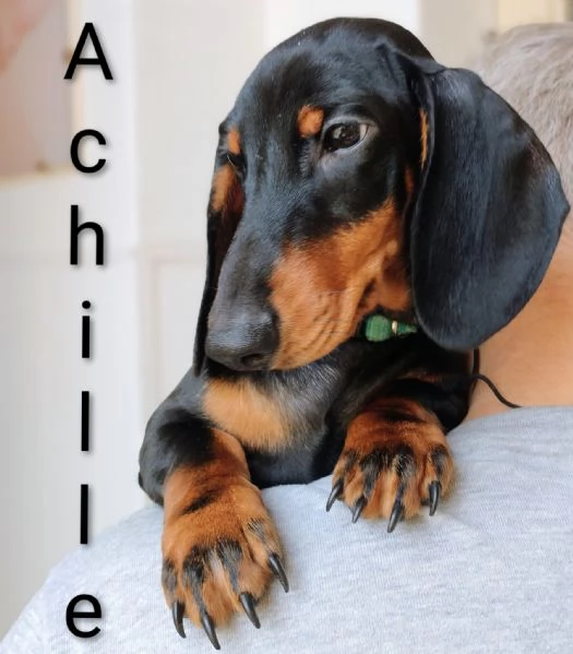 Vendo cuccioli bassotto tedesco nano nero focato  | Foto 2