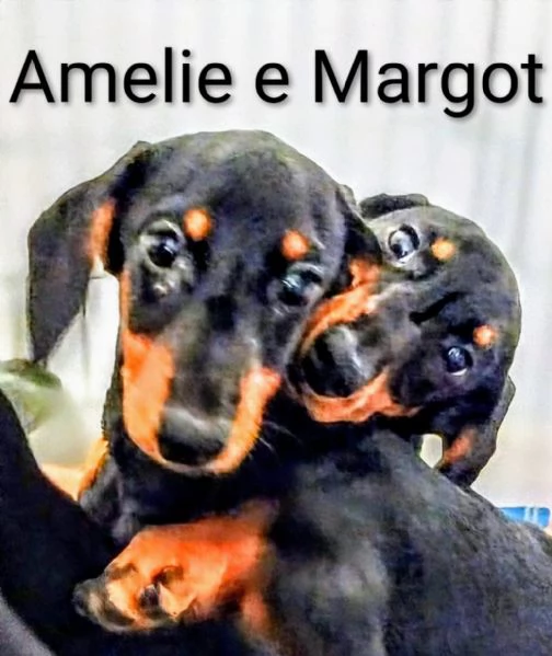 Vendo cuccioli bassotto tedesco nano nero focato  | Foto 1