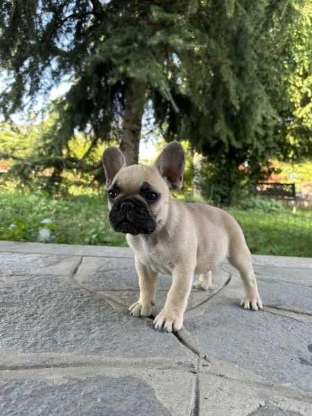 Cuccioli di Bulldog Francese con Pedigree Enci