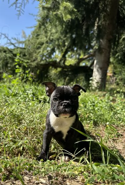 Cuccioli di Bulldog Francese con Pedigree Enci | Foto 6