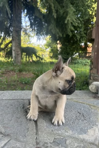 Cuccioli di Bulldog Francese con Pedigree Enci | Foto 5