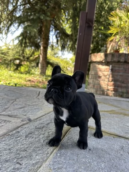 Cuccioli di Bulldog Francese con Pedigree Enci | Foto 4