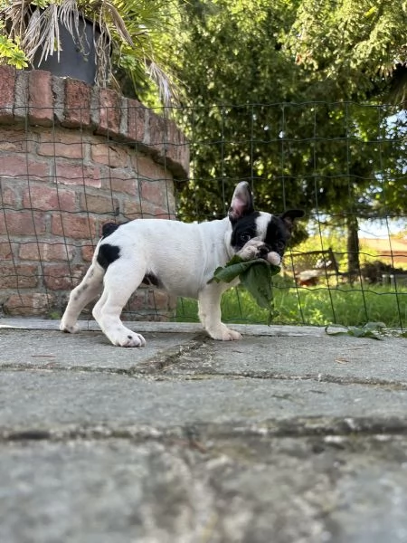 Cuccioli di Bulldog Francese con Pedigree Enci | Foto 3
