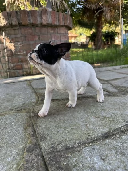 Cuccioli di Bulldog Francese con Pedigree Enci | Foto 2