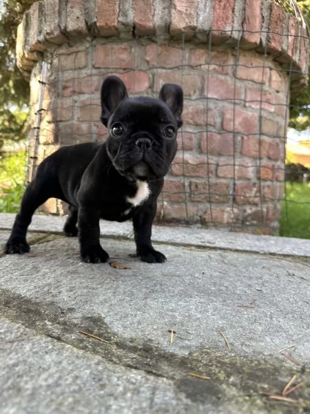 Cuccioli di Bulldog Francese con Pedigree Enci | Foto 1