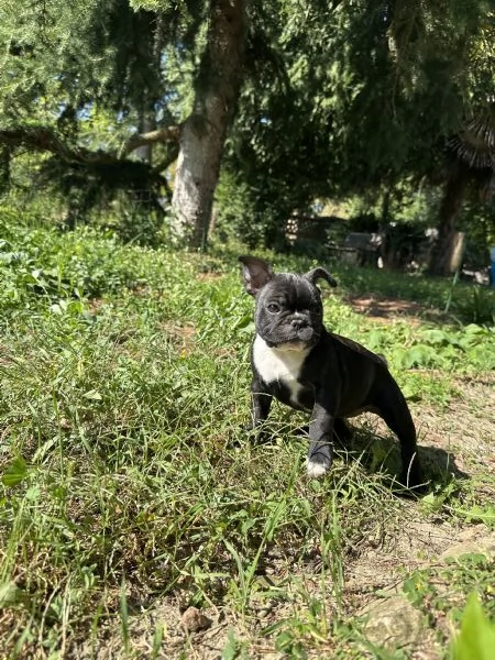 Cuccioli di Bulldog Francese con Pedigree Enci | Foto 0