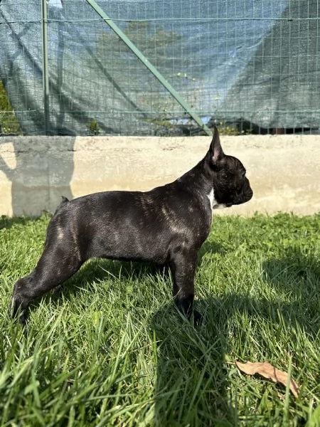 Cuccioli di Bulldog Francese con Pedigree Enci