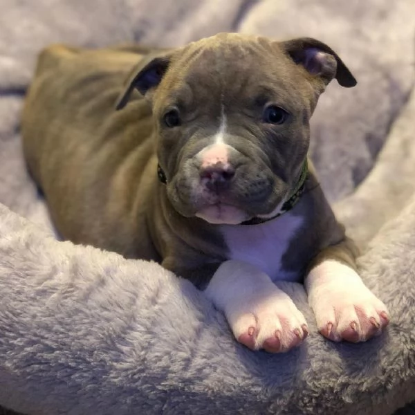 cuccioli di Pitbull | Foto 1